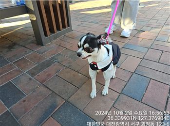 종료(반환) 치와와…